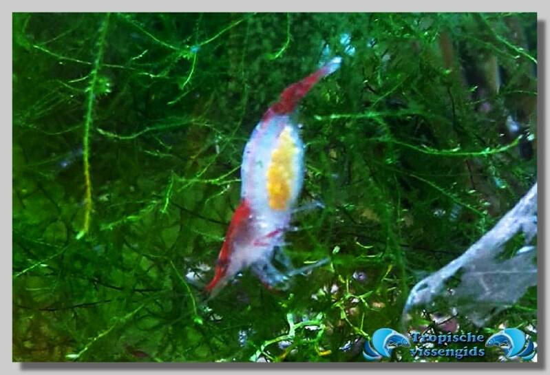 Neocaridina davidi var. Rili