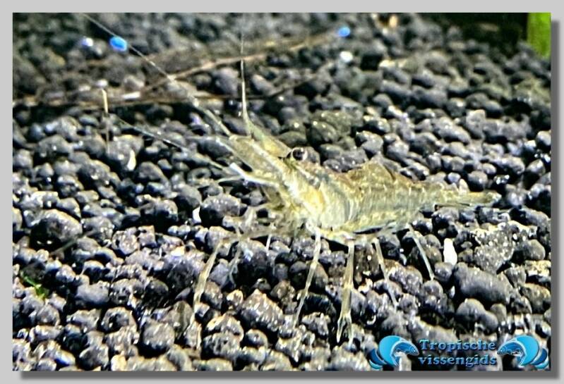 Macrobrachium assamense