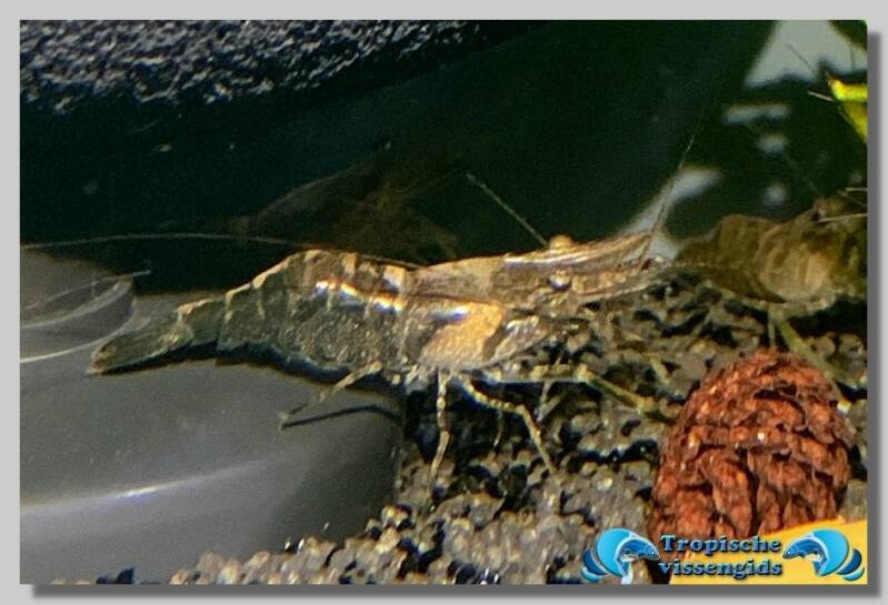 Macrobrachium assamense