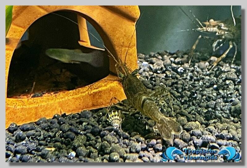 Macrobrachium assamense