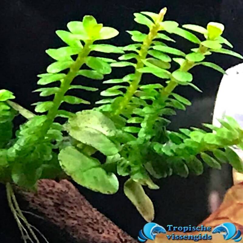 Rotala indica