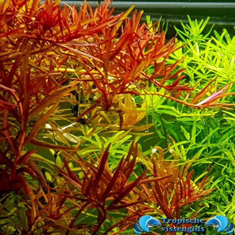 Rotala rotundifolia (blood red)