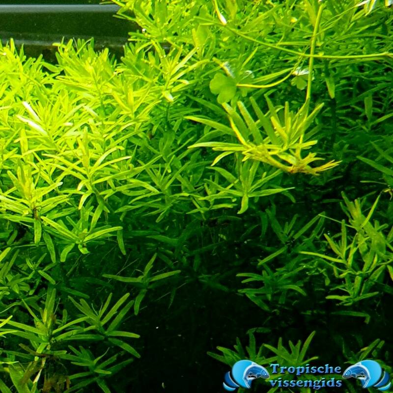 Rotala rotundifolia (green)