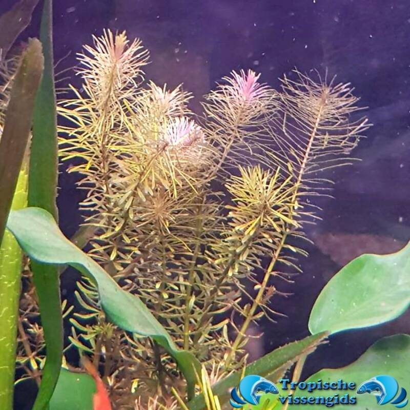 Rotala wallichii