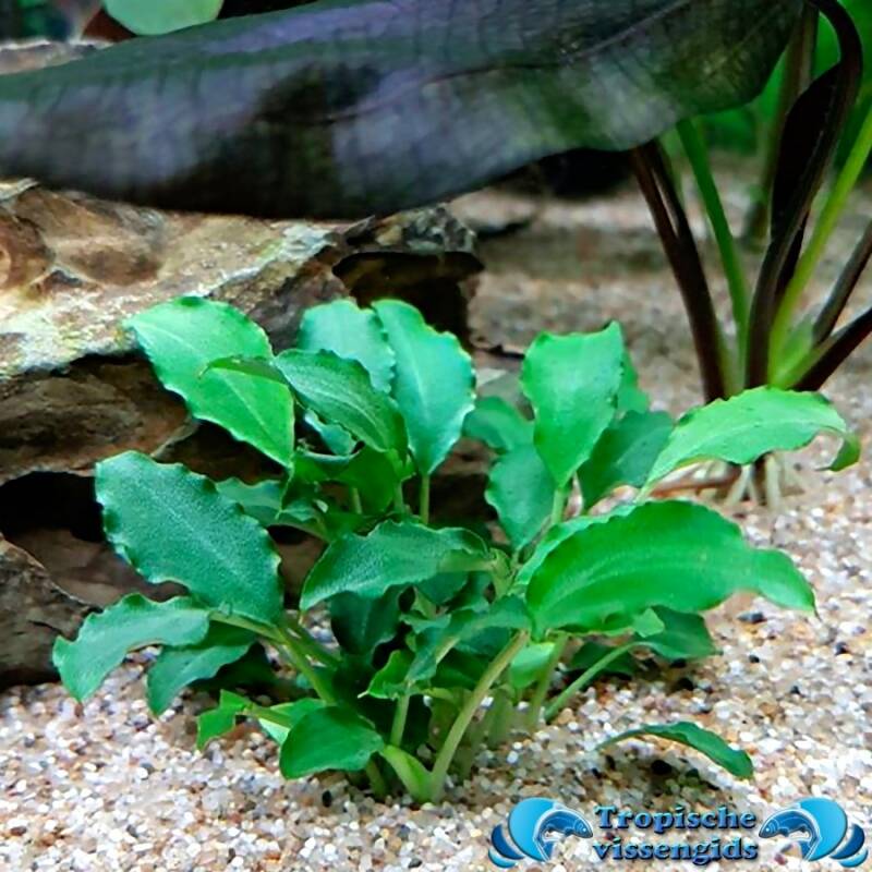 Schismatoglottis prietoi