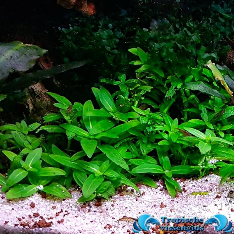 Staurogyne repens