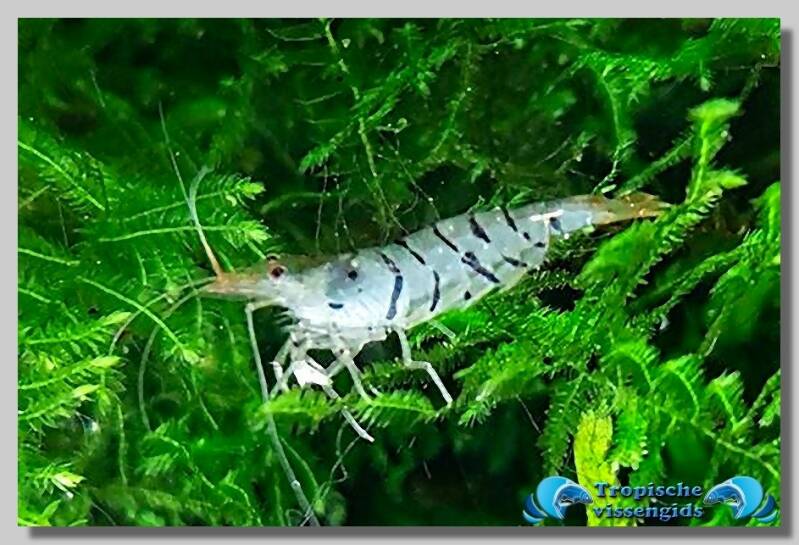 Caridina cf. cantonensis Tiger