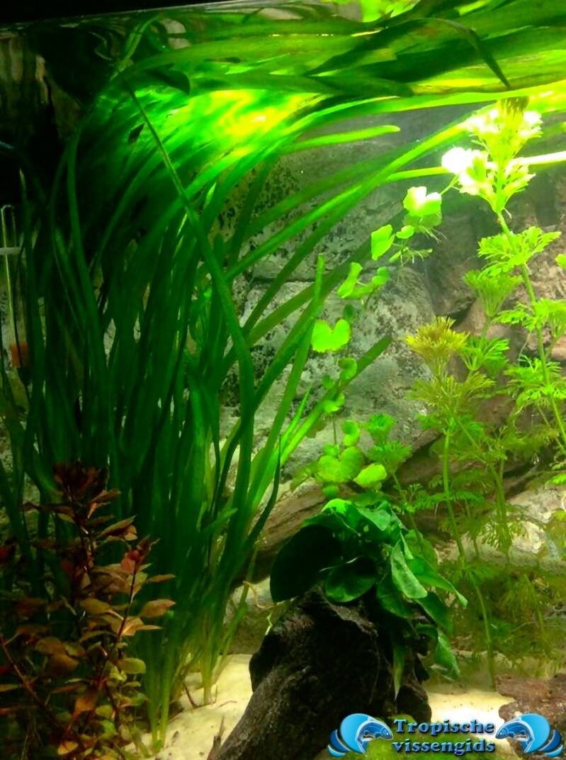 Vallisneria spiralis