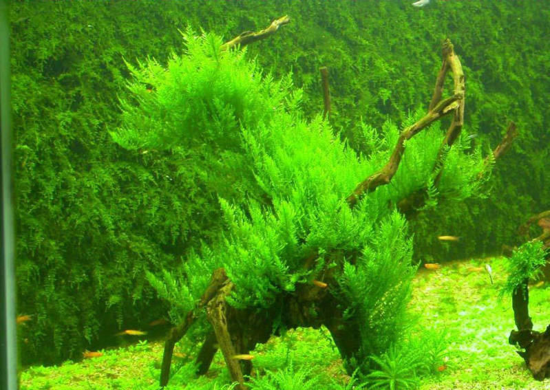 Vesicularia reticulata