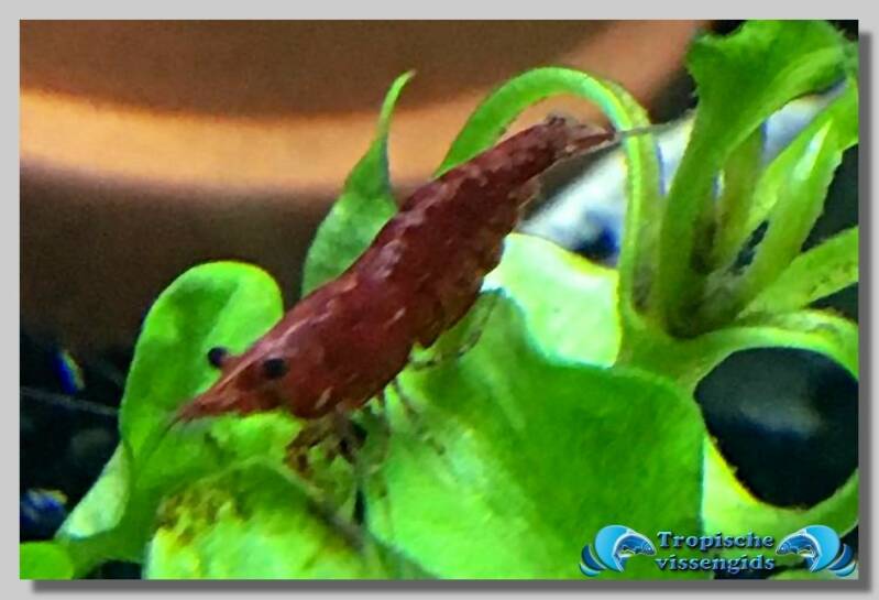 Neocaridina heteropoda var. Red