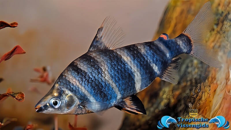 Dwarsstreepkopstaander