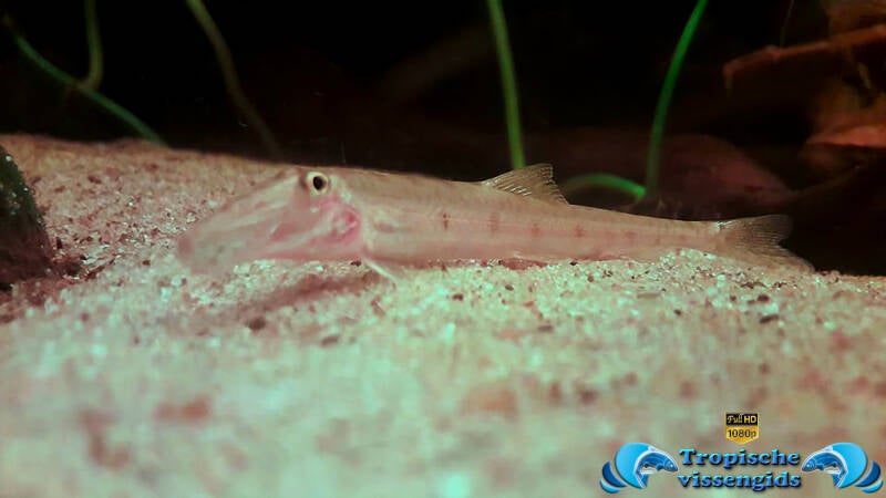 Acantopsis dialuzona