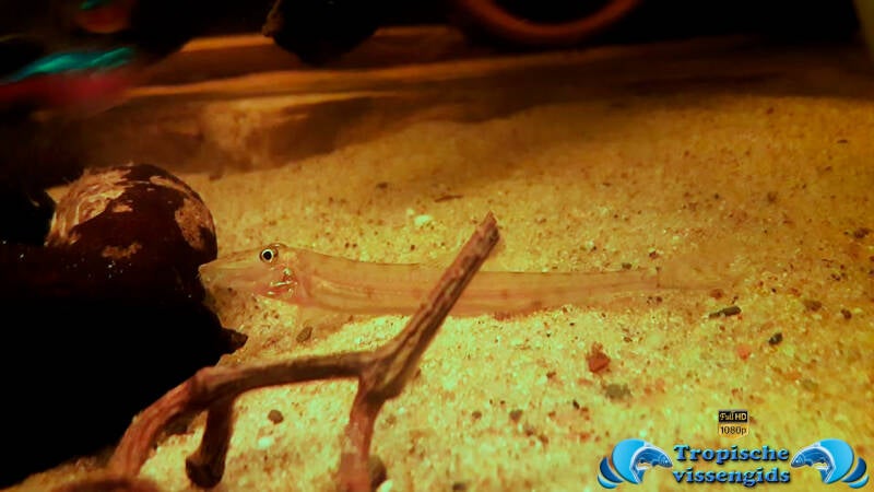 Acantopsis dialuzona