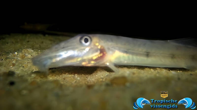 Acantopsis dialuzona