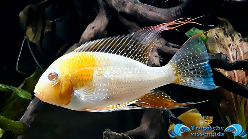 Acarichthys heckelii albino
