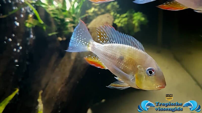 Acarichthys heckelii