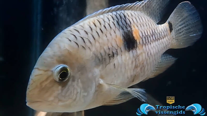 Aequidens diadema