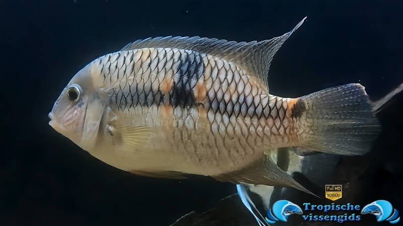 Aequidens diadema