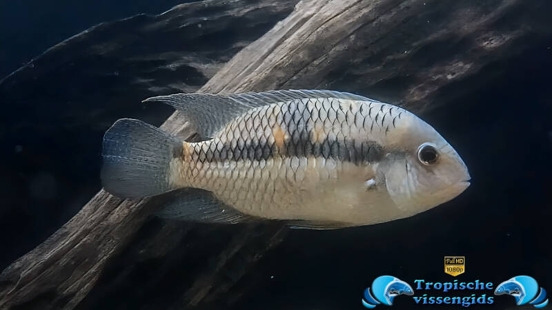 Aequidens diadema