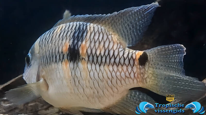 Aequidens diadema