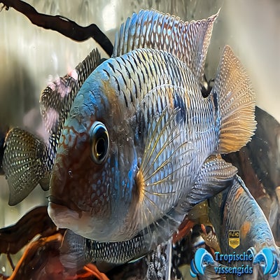 Aequidens diadema