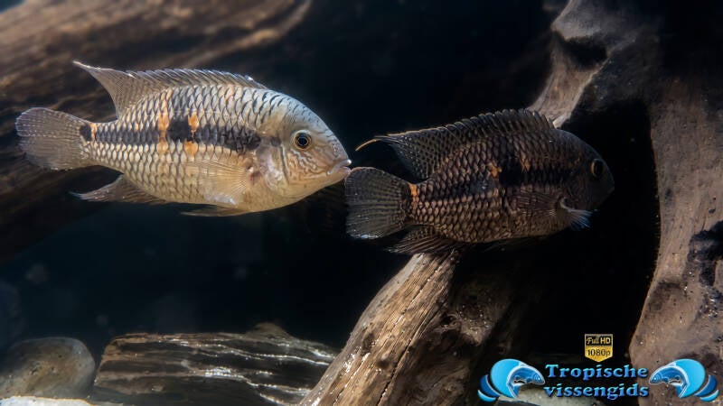 Aequidens diadema