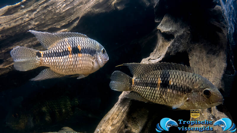 Aequidens diadema