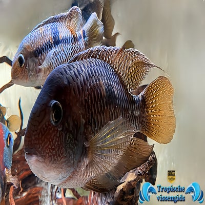 Aequidens diadema
