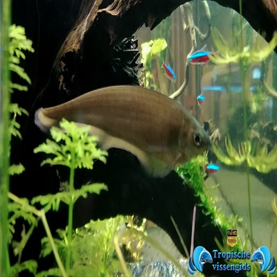 Xenomystus nigri