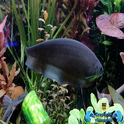 Xenomystus nigri