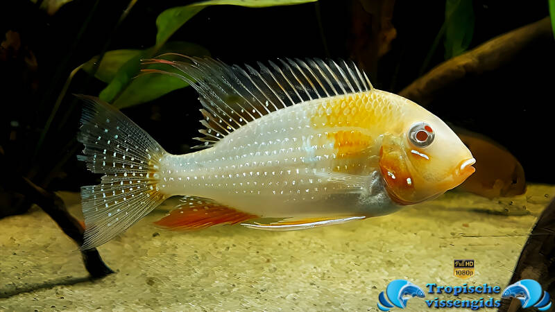 Acarichthys heckelii albino
