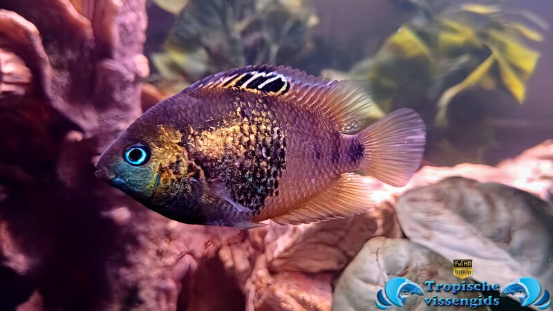 Amatitlania altoflava vrouwtje