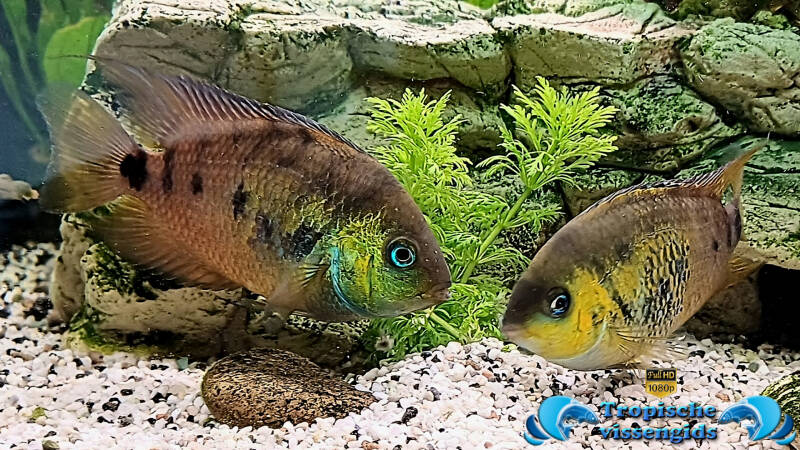 Amatitlania altoflava