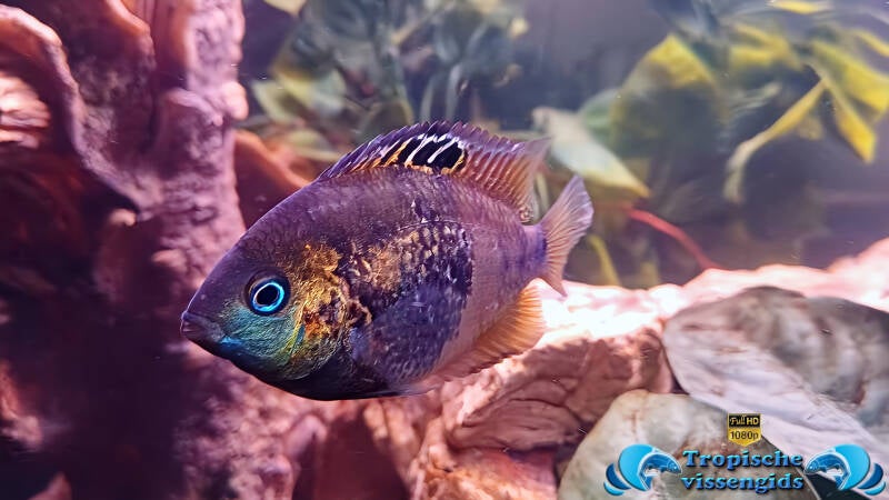 Amatitlania altoflava