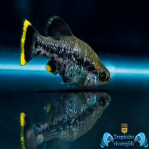 Ameca splendens