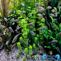 Ameca splendens