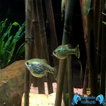 Ameca splendens