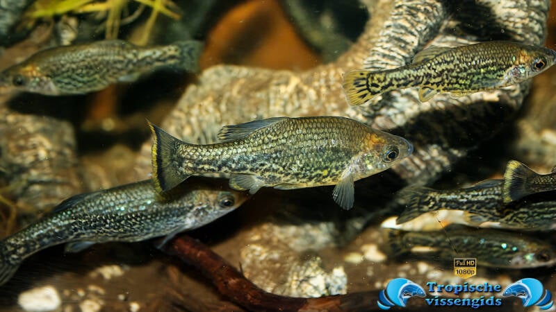 Ameca splendens