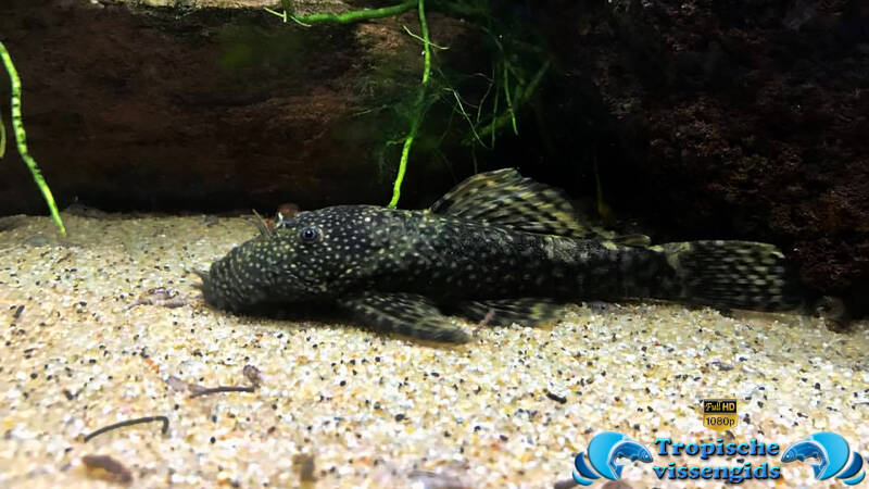 Ancistrus dolichopterus