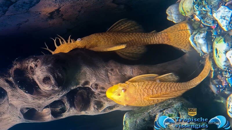 Ancistrus dolichopterus gold