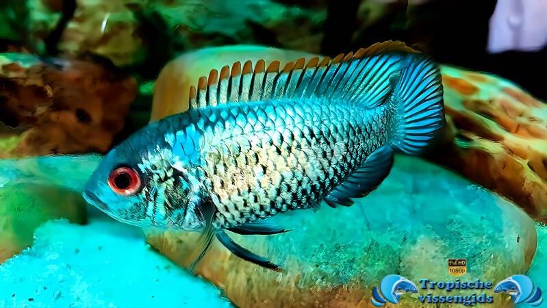 Andinoacara pulcher electric blue