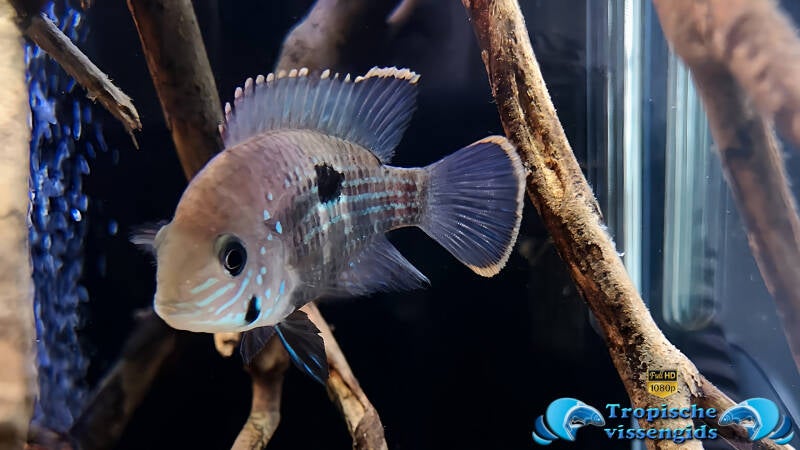 Andinoacara rivulatus