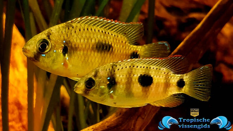 Anomalochromis thomasi