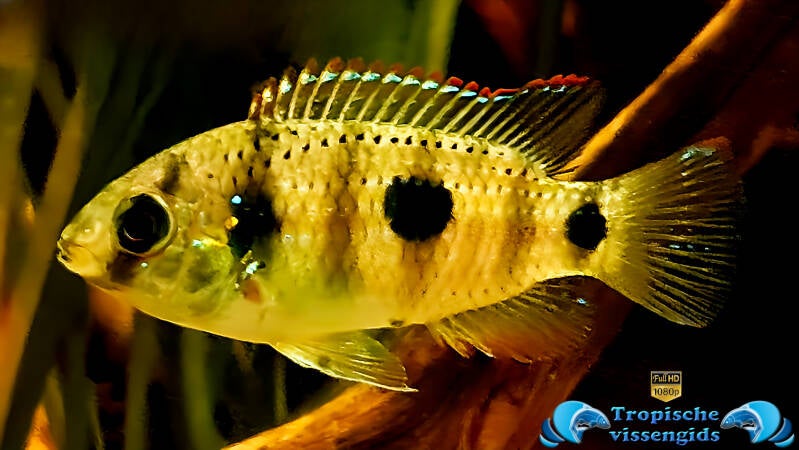 Anomalochromis thomasi