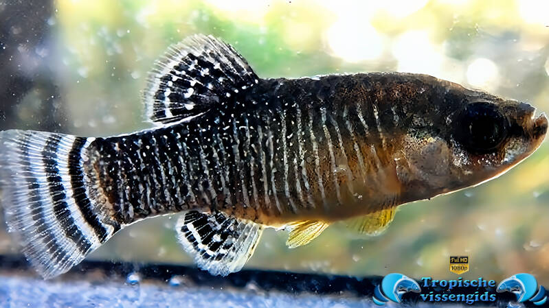 Aphanius iberus
