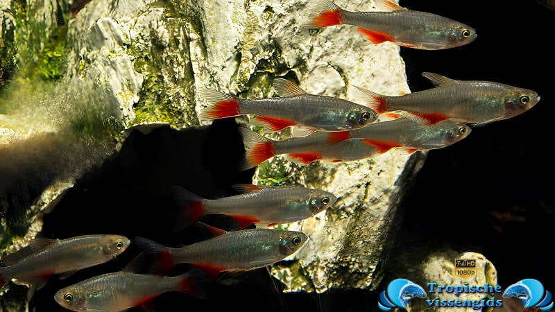 Aphyocharax anisitsi