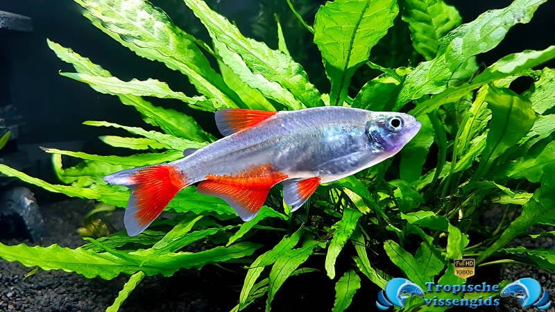 Aphyocharax anisitsi