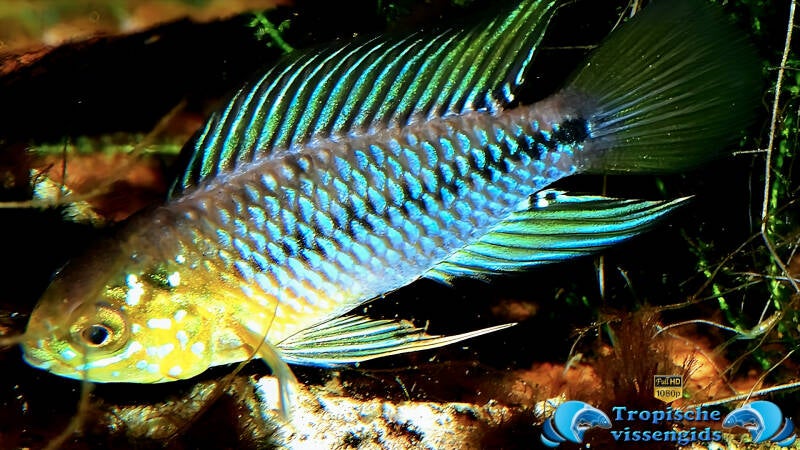 Apistogramma borellii