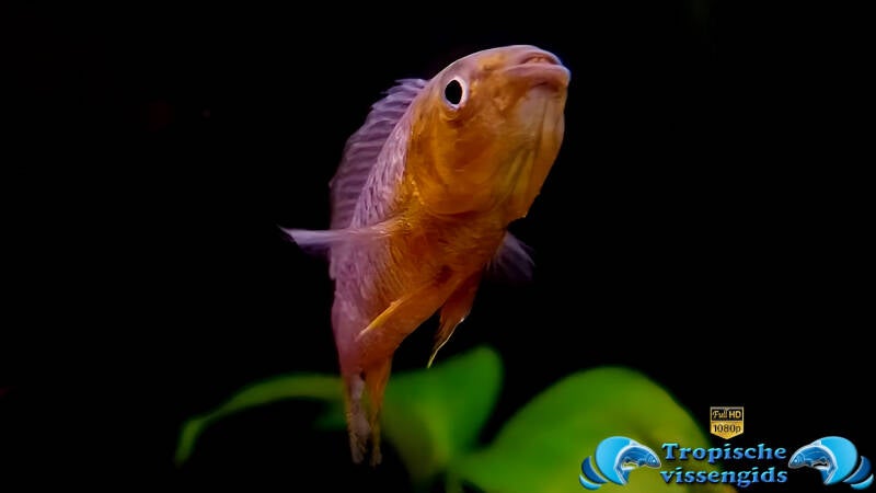 Apistogramma borellii