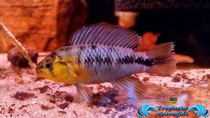 Apistogramma borellii